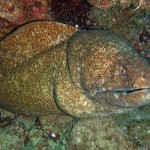 Moray Eel
